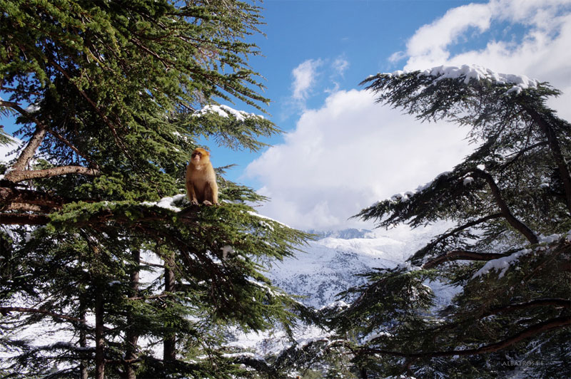 La biodiversité en Algérie